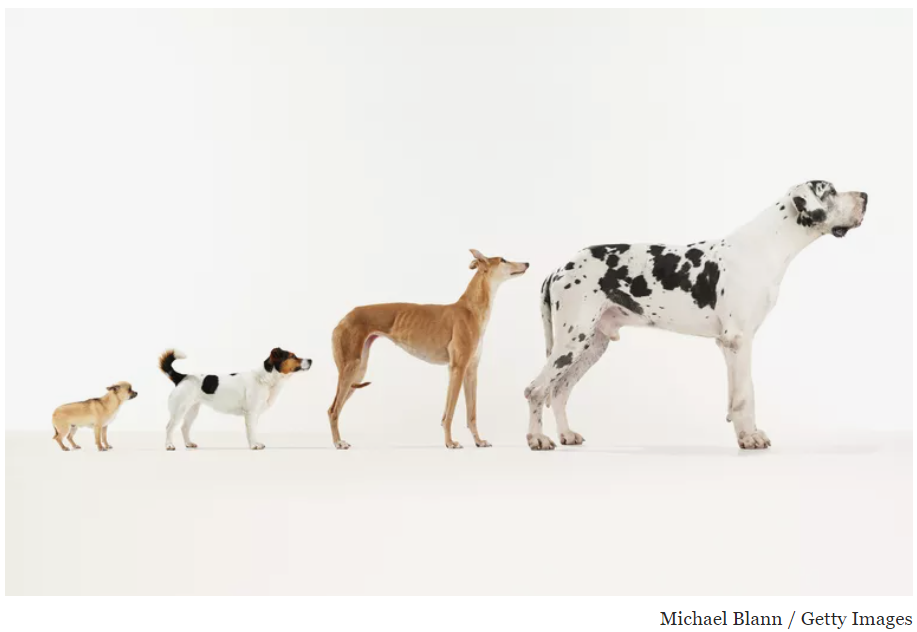 Lịch sử loài chó: Chó được thuần hóa như thế nào và tại sao