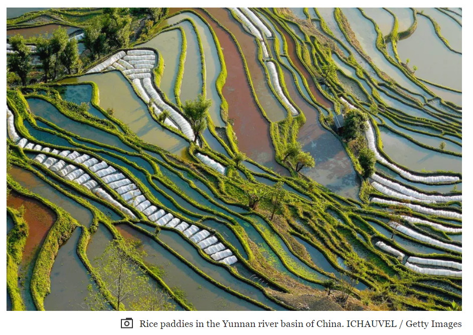Nguồn gốc và lịch sử của cây lúa ở Trung Quốc và bên ngoài Trung Quốc